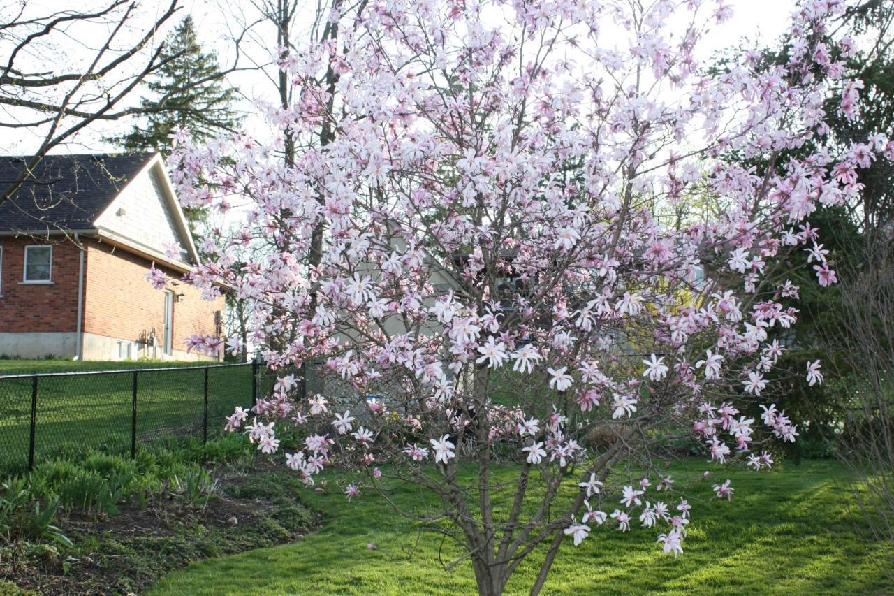 Carrousel Bed & Breakfast Cayuga Exteriör bild
